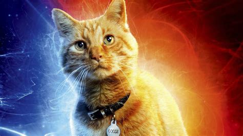 dibujos lindos y tiernos|10 Gatos inolvidables del cine y la televisión .